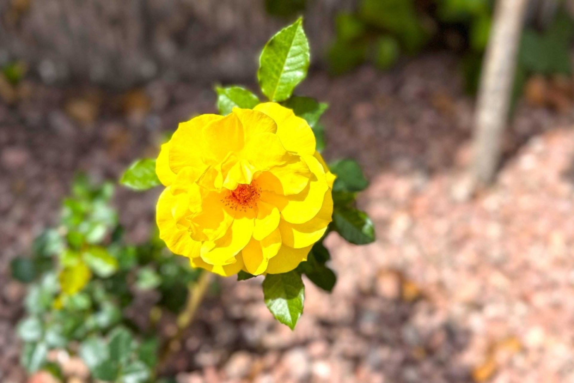 Herverkoop - Appartement - Orihuela Costa - Playa Flamenca