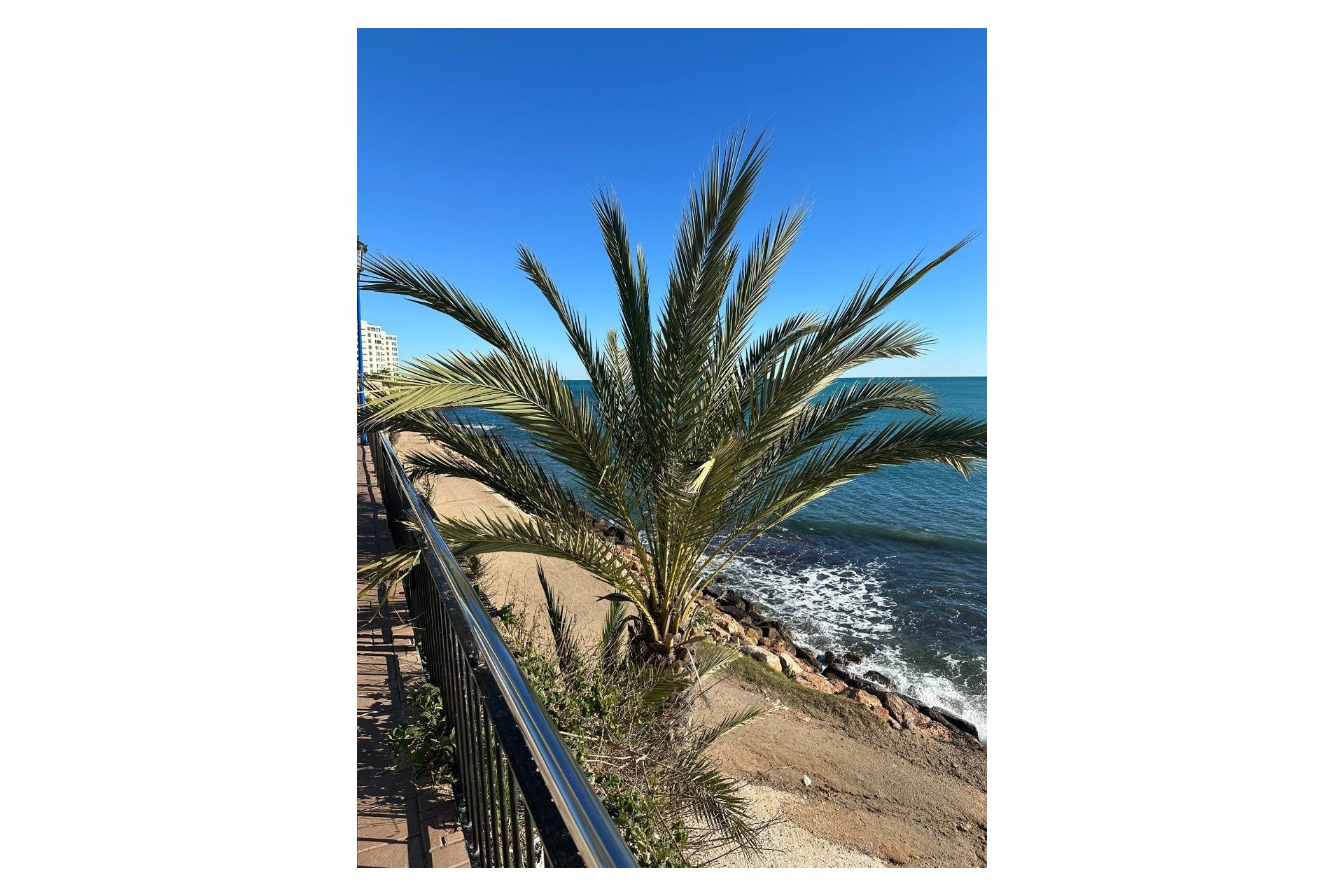 Herverkoop - Appartement - Punta Prima