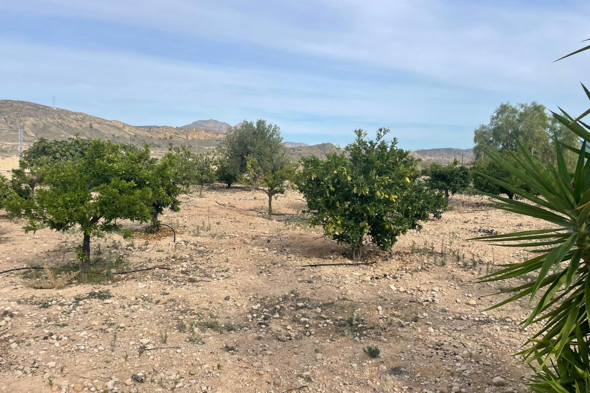 Herverkoop - Finca / Plattelands Woning - Abanilla