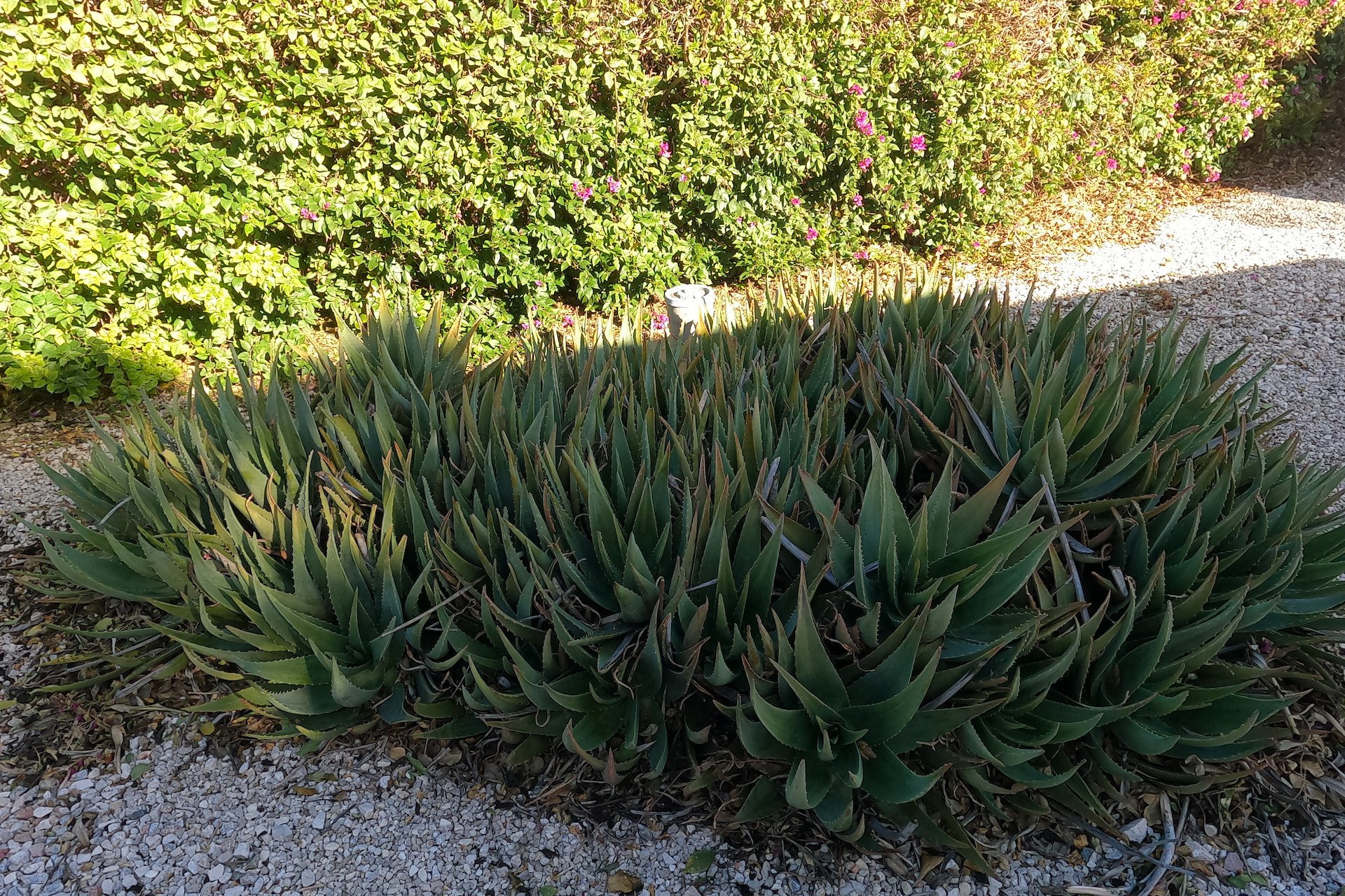 Herverkoop - Finca / Plattelands Woning - Orihuela