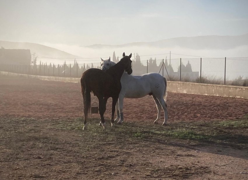 Herverkoop - Finca / Plattelands Woning - Torre Del Rico - Torre del Rico