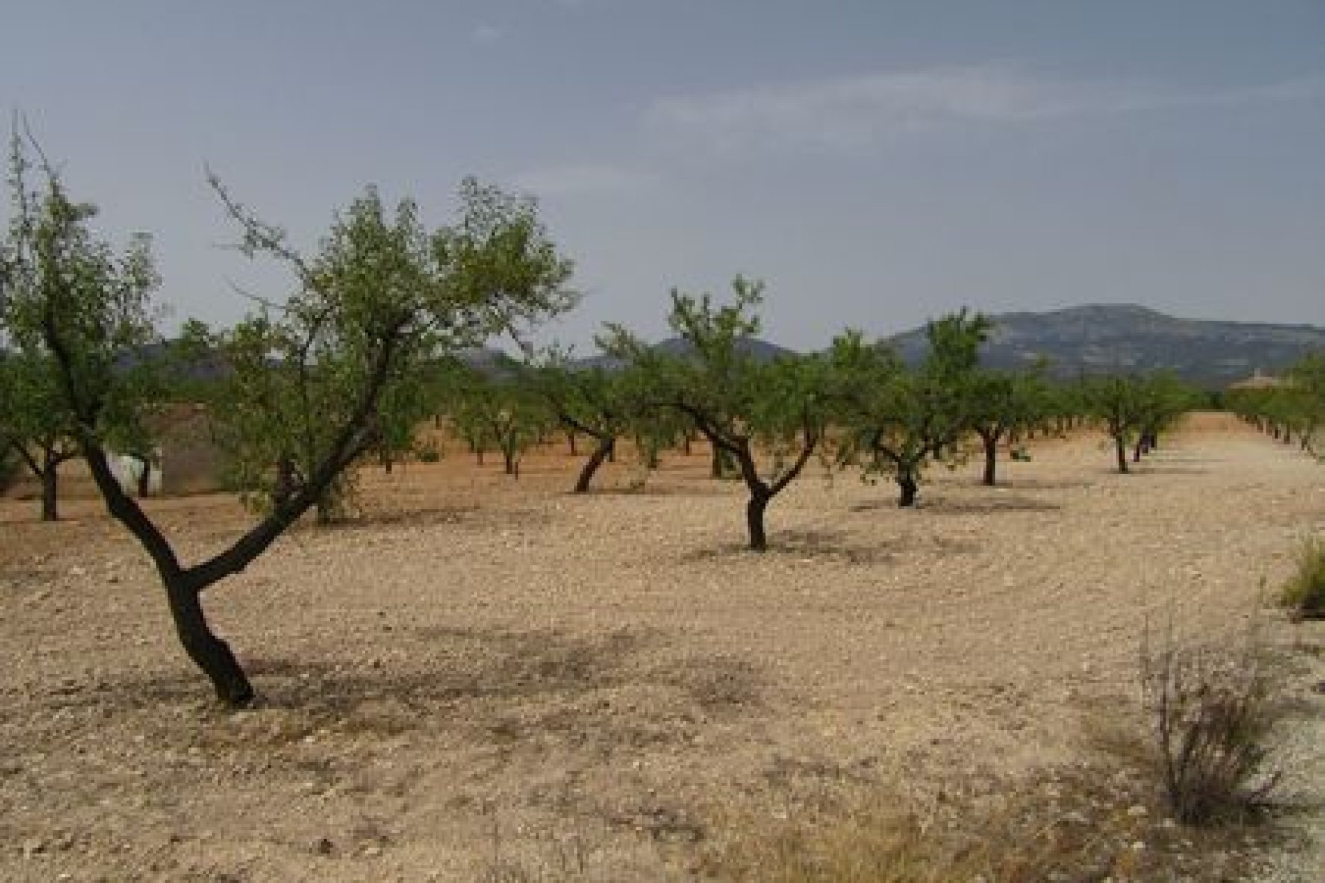 Herverkoop - Perceel - Murcia