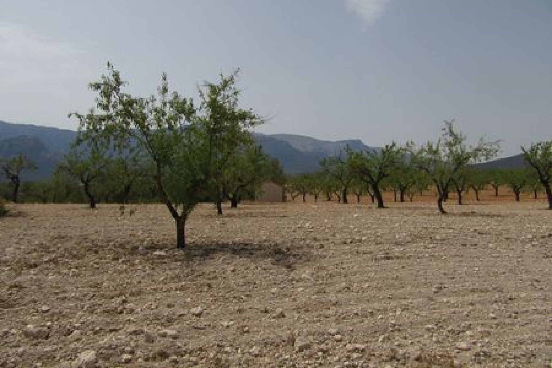 Herverkoop - Perceel - Murcia