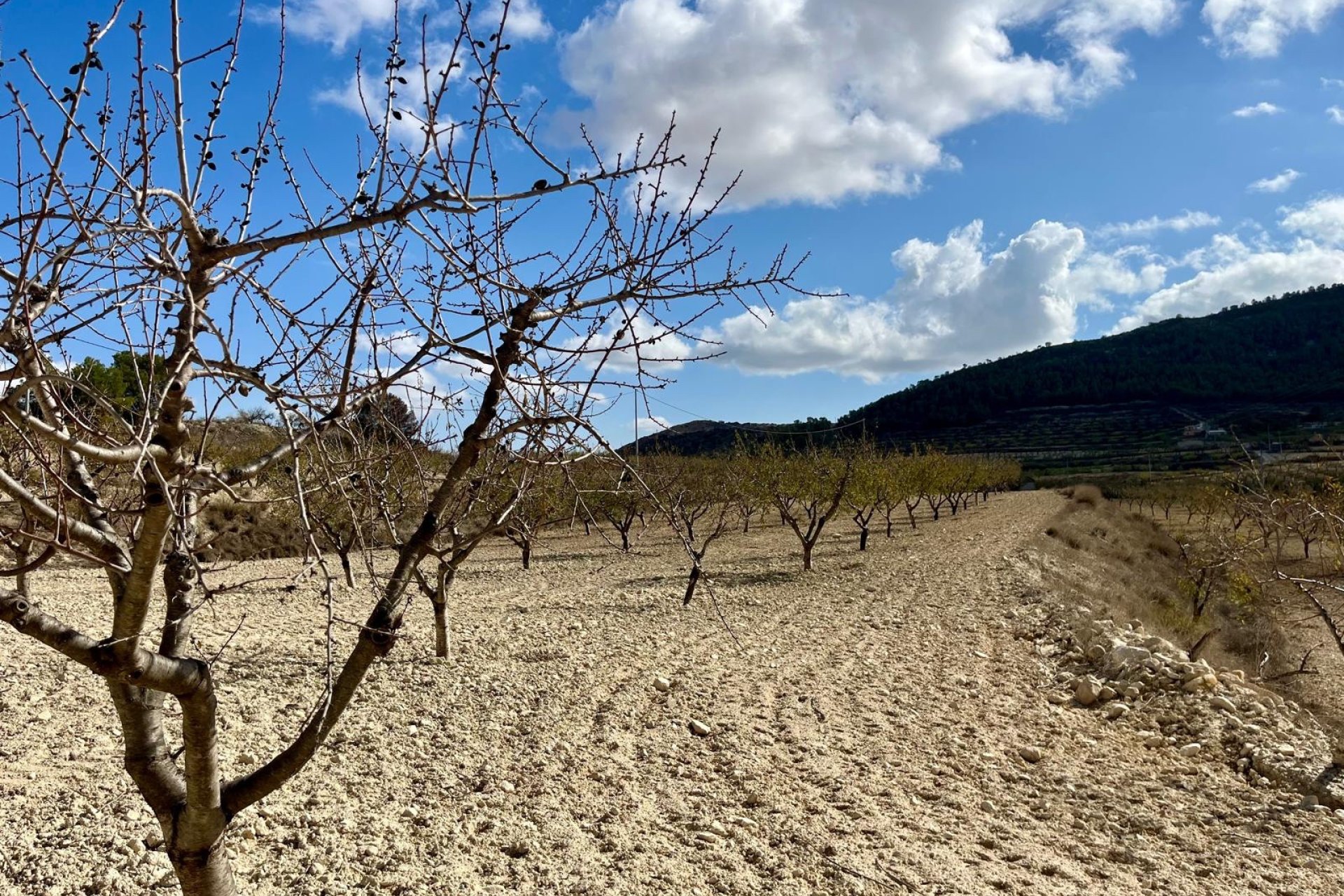 Herverkoop - Plot - Bullas - Costa Calida