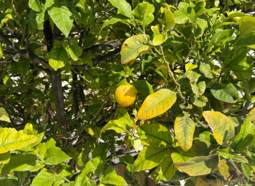 Herverkoop - Rijwoning - Torrevieja