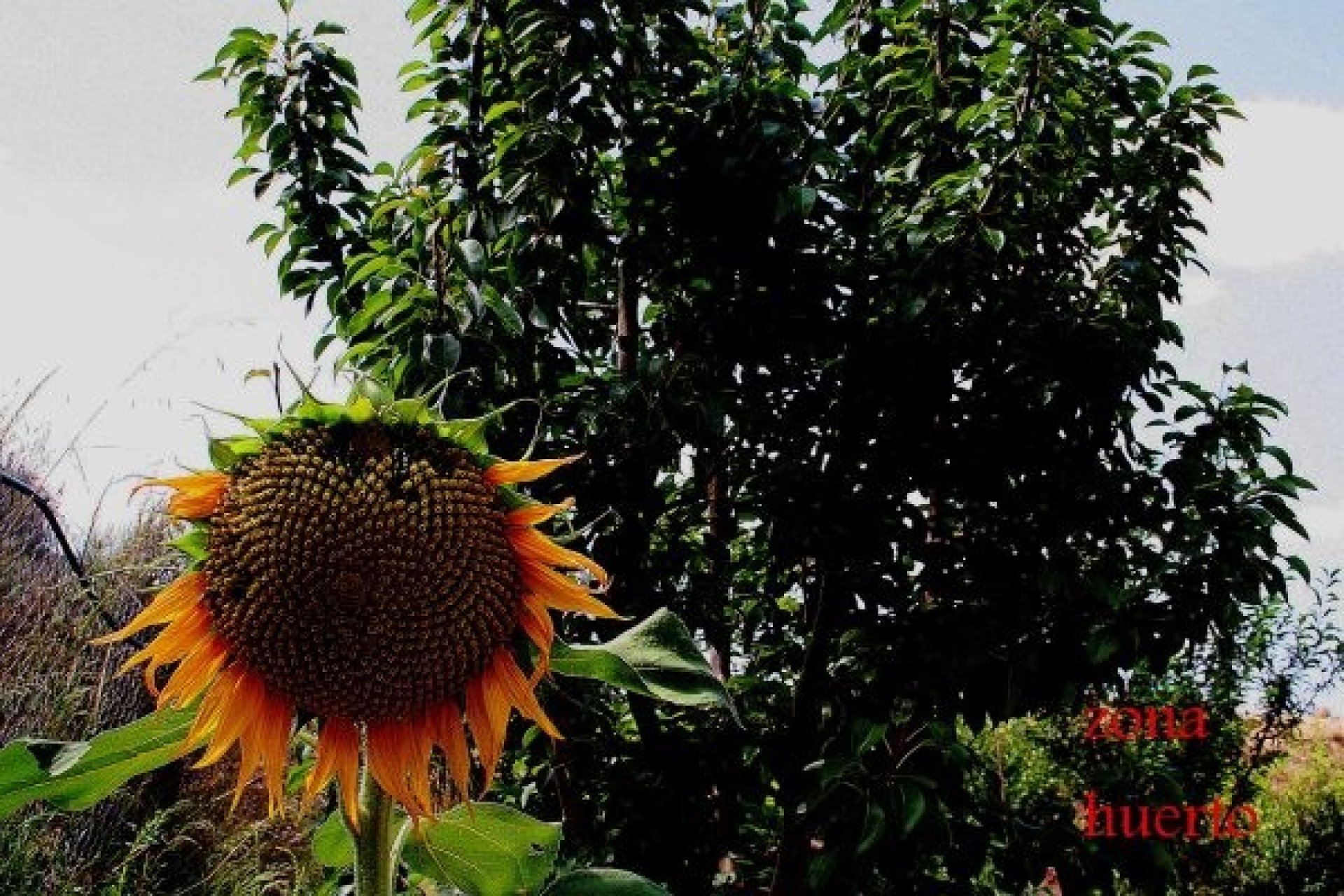 Herverkoop - Villa - Gea y Truyols