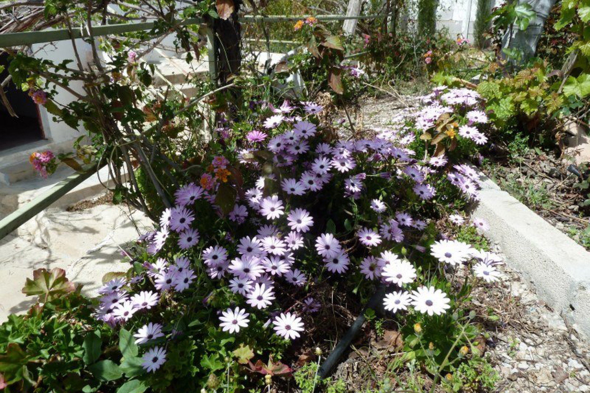 Herverkoop - Villa - Murcia