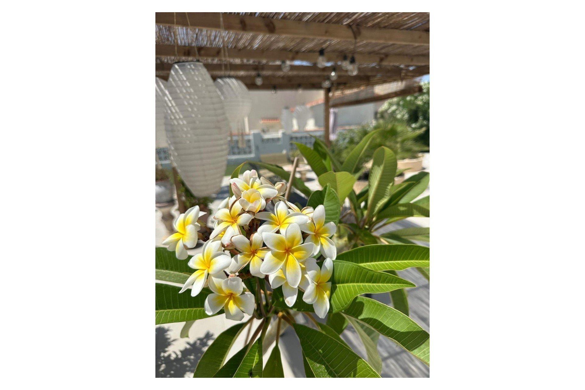 Herverkoop - Villa - Torrevieja - San luis