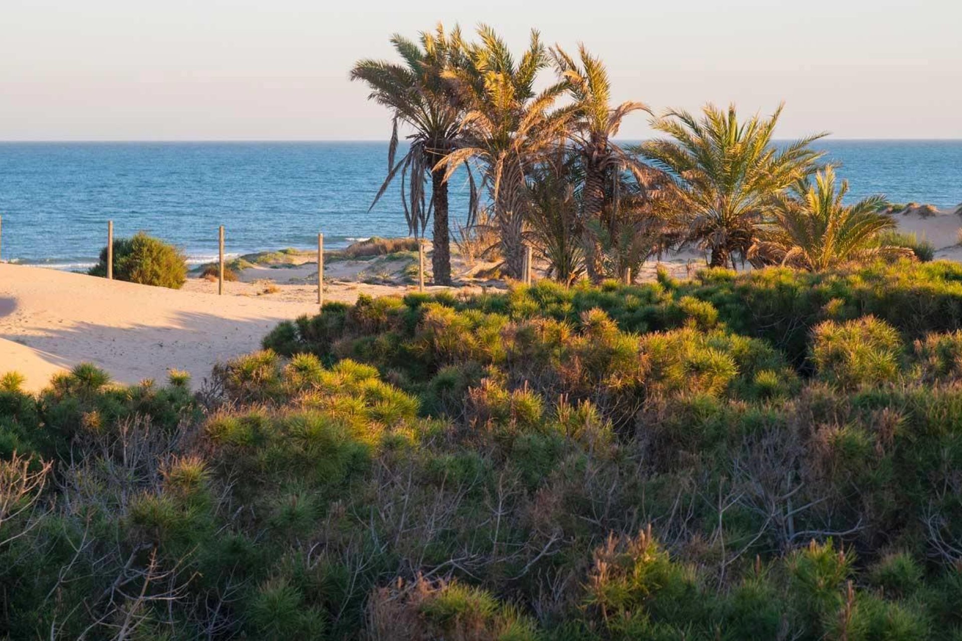 New Build - Apartment / Flat * - Guardamar del Segura * - Avda del Puerto