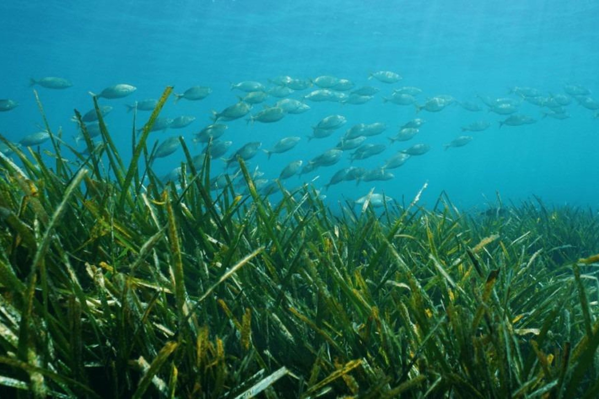 New Build - Villa * - Benissa *