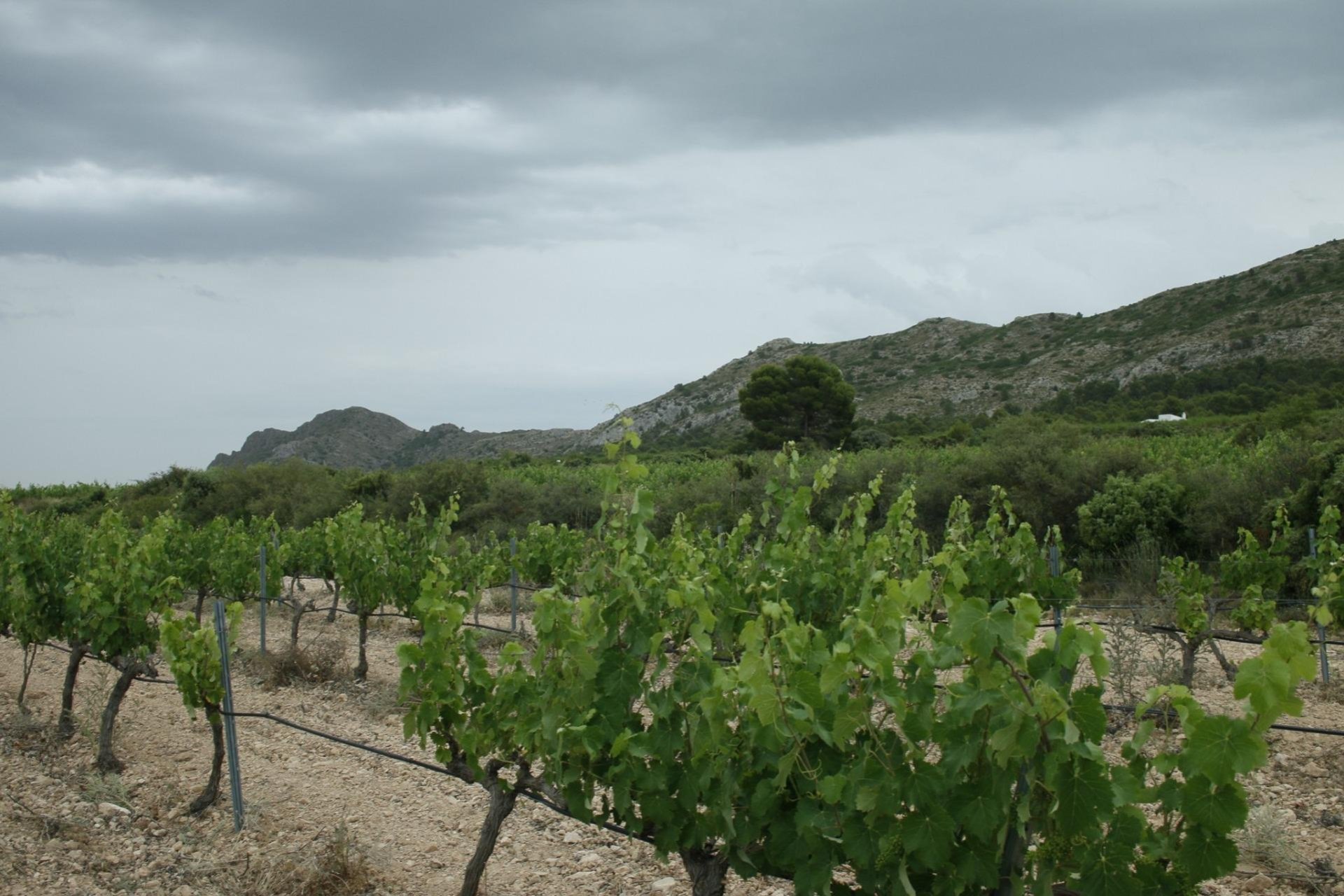 Nieuwbouw Woningen - Villa - Yecla