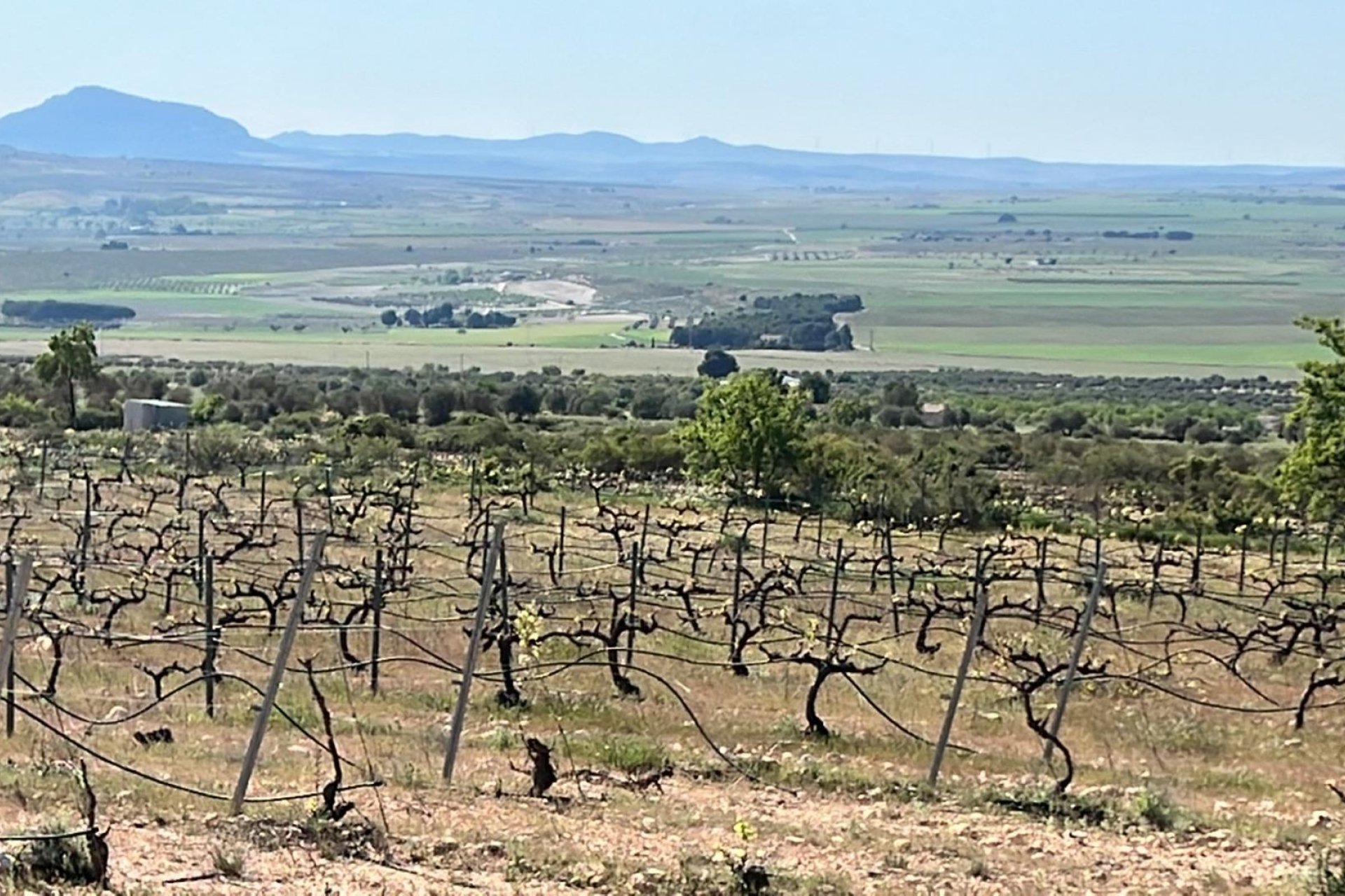 Nouvelle construction - Villa - Yecla