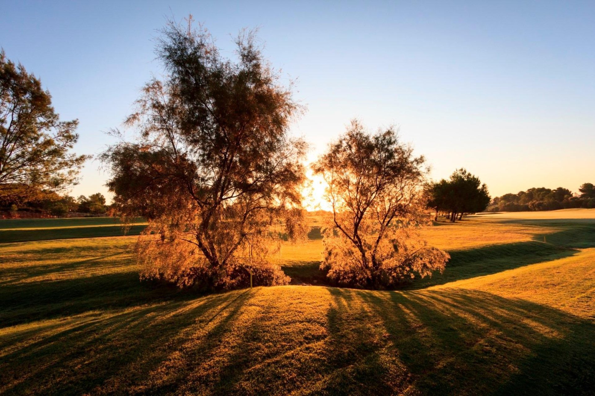 Obra nueva - Villa - Pilar de la Horadada - Lo Romero Golf