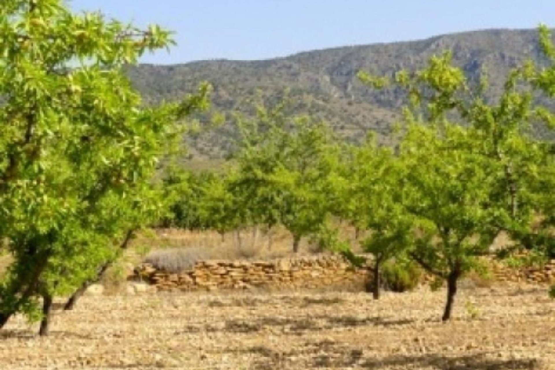 Obra nueva - Villa - Pinoso - Culebron