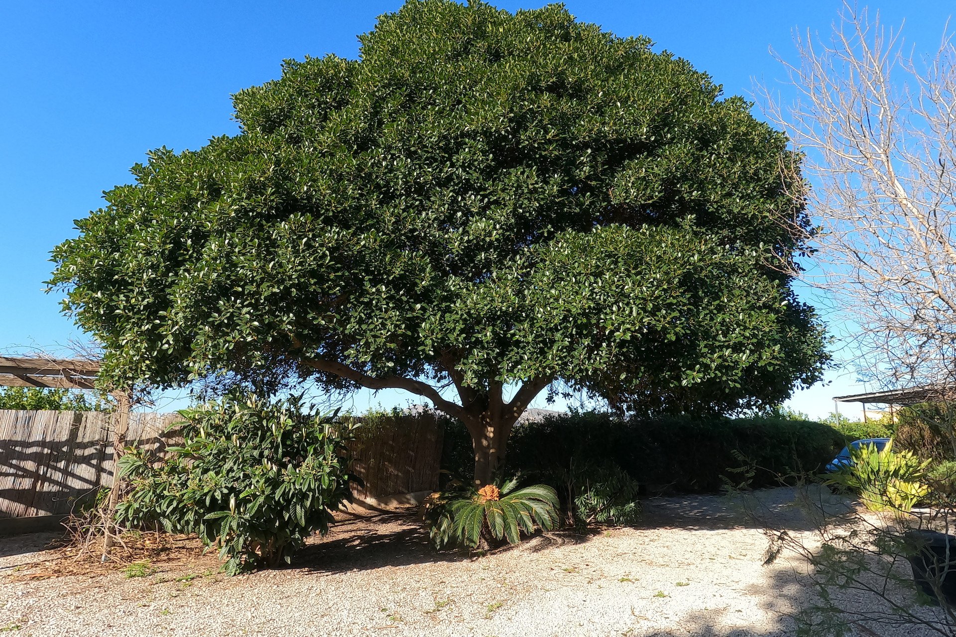 Resale - Finca / Country Property *  - Orihuela *