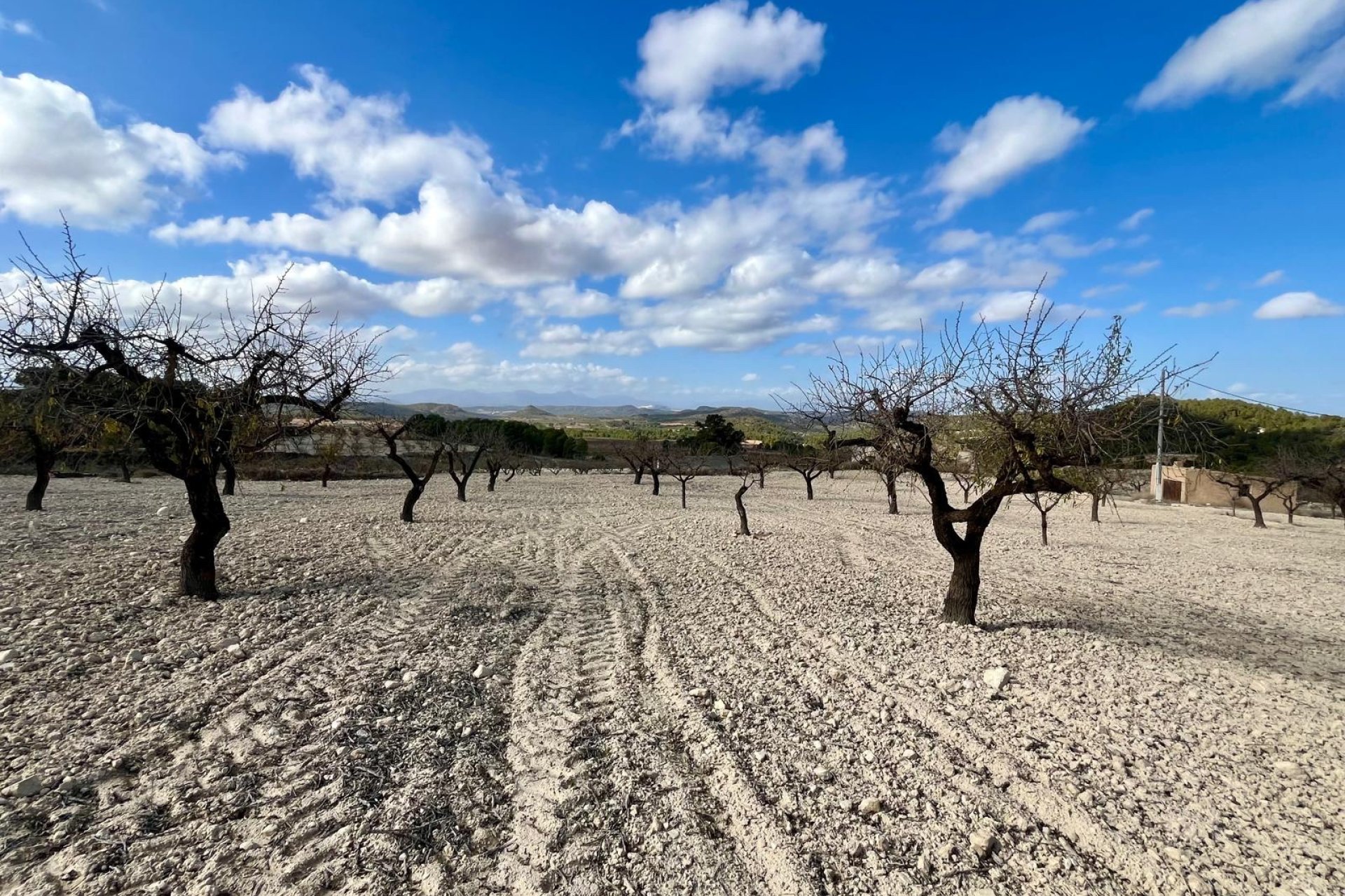 Resale - Plot * - Bullas - Bullas *