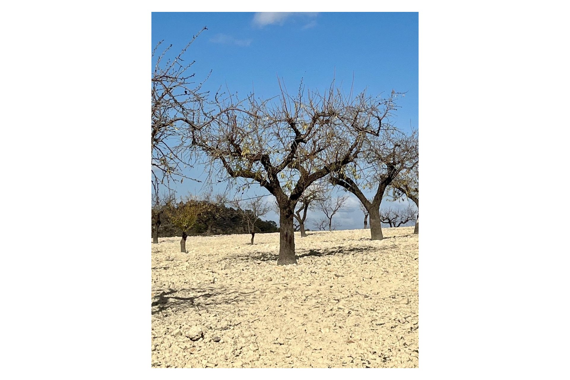 Resale - Plot * - Bullas *