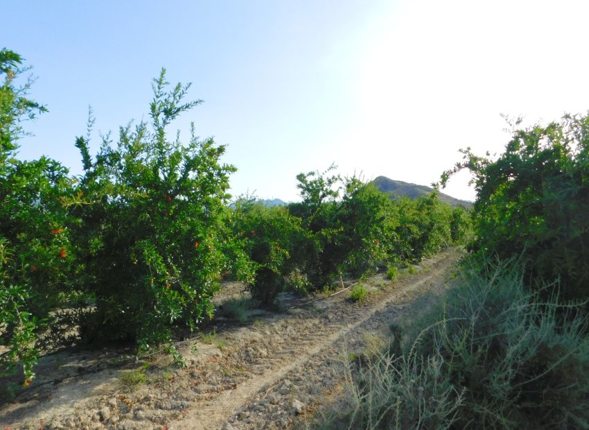 Resale - Plot * - Torremendo - Torremendo *