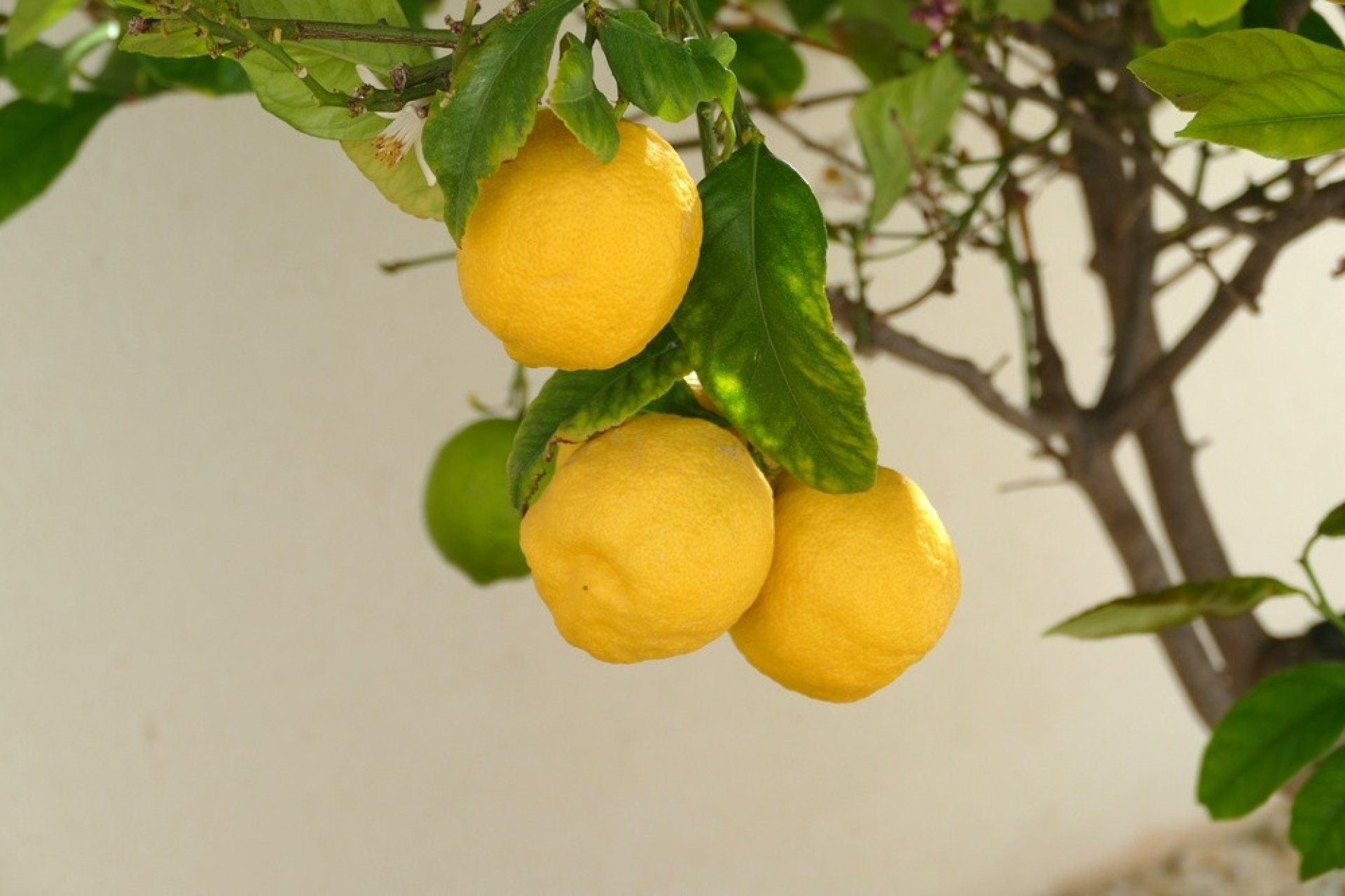 Resale - Villa * - Benijofar *