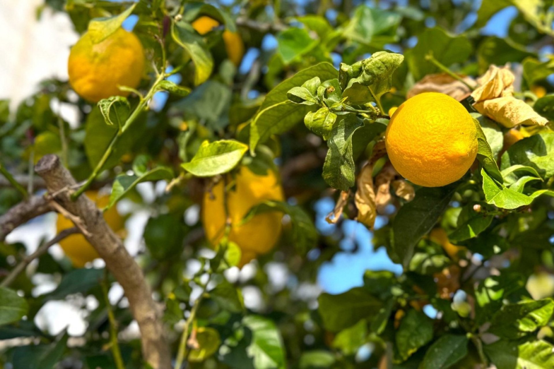 Resale - Villa * - Orihuela Costa * - Villamartín * 