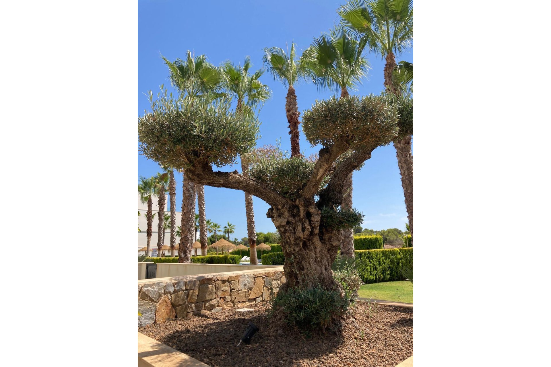 Reventa - Apartamento / Piso - LAS COLINAS