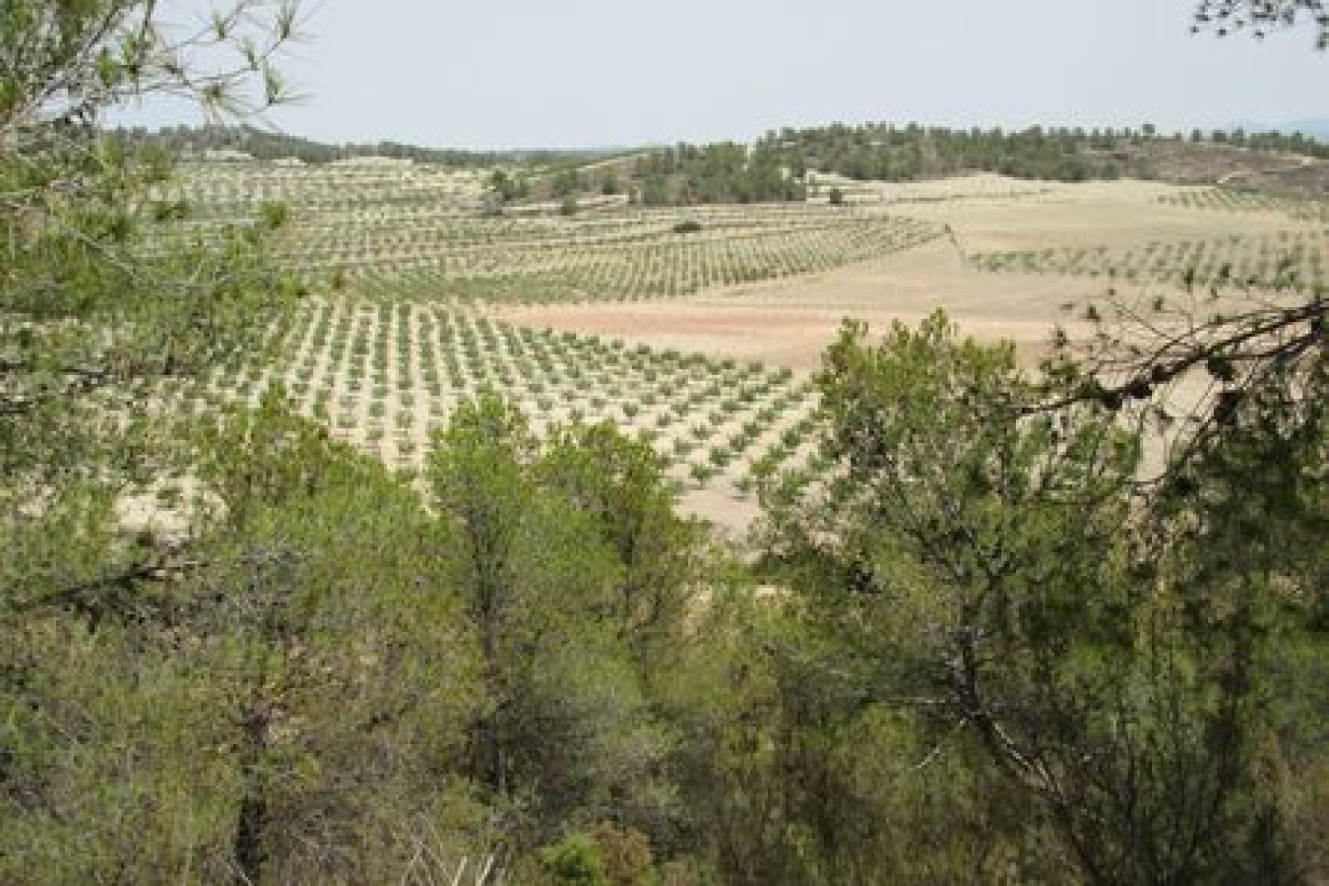 Reventa - Parcela - Murcia