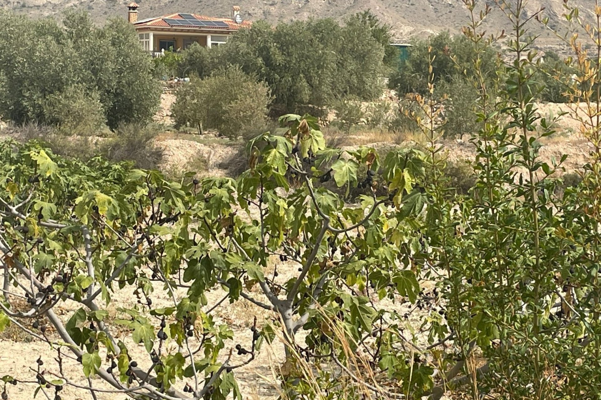 Revente - Finca / Maison Rurale - Abanilla