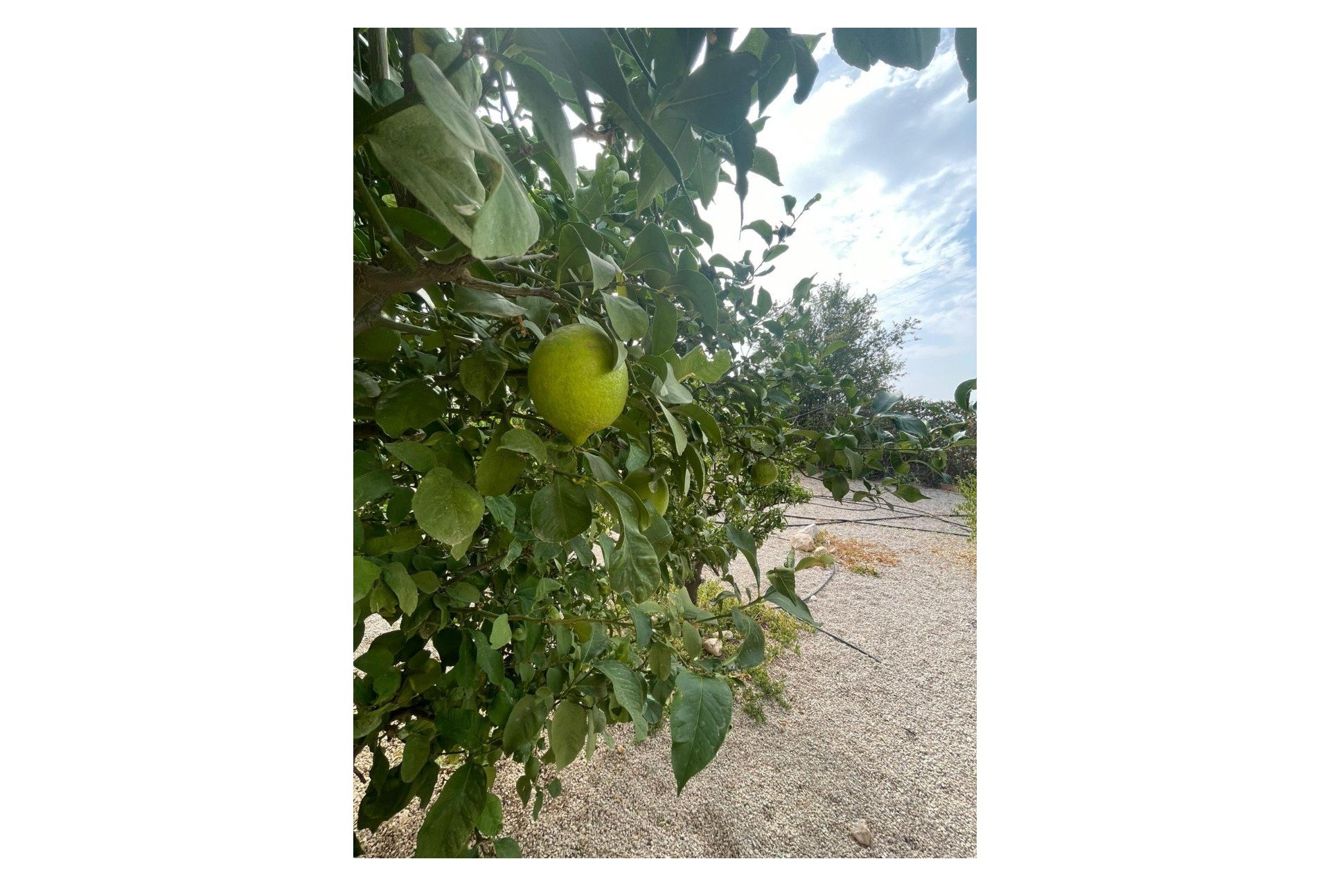 Revente - Finca / Maison Rurale - Abanilla