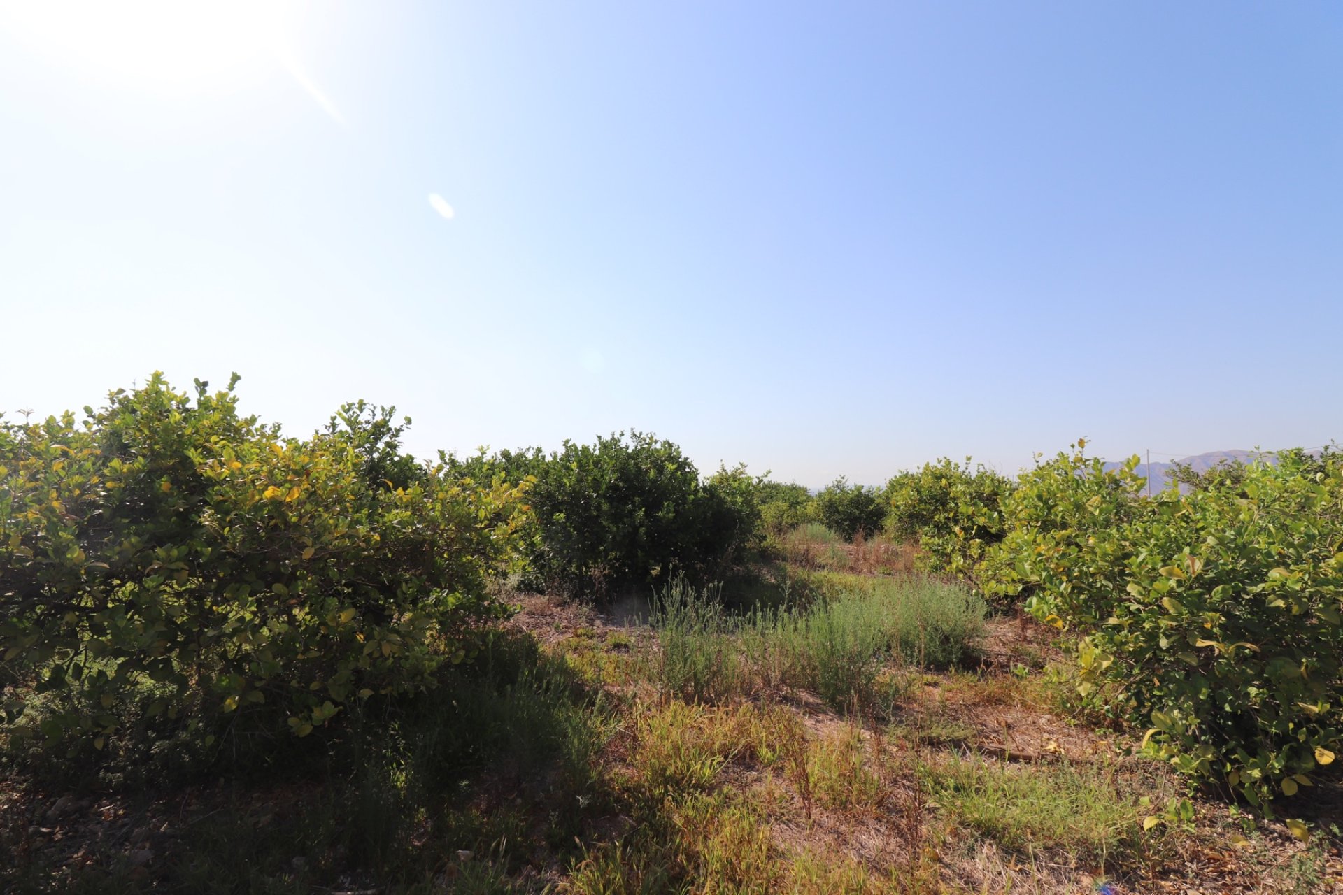 Revente - Finca / Maison Rurale - Albatera