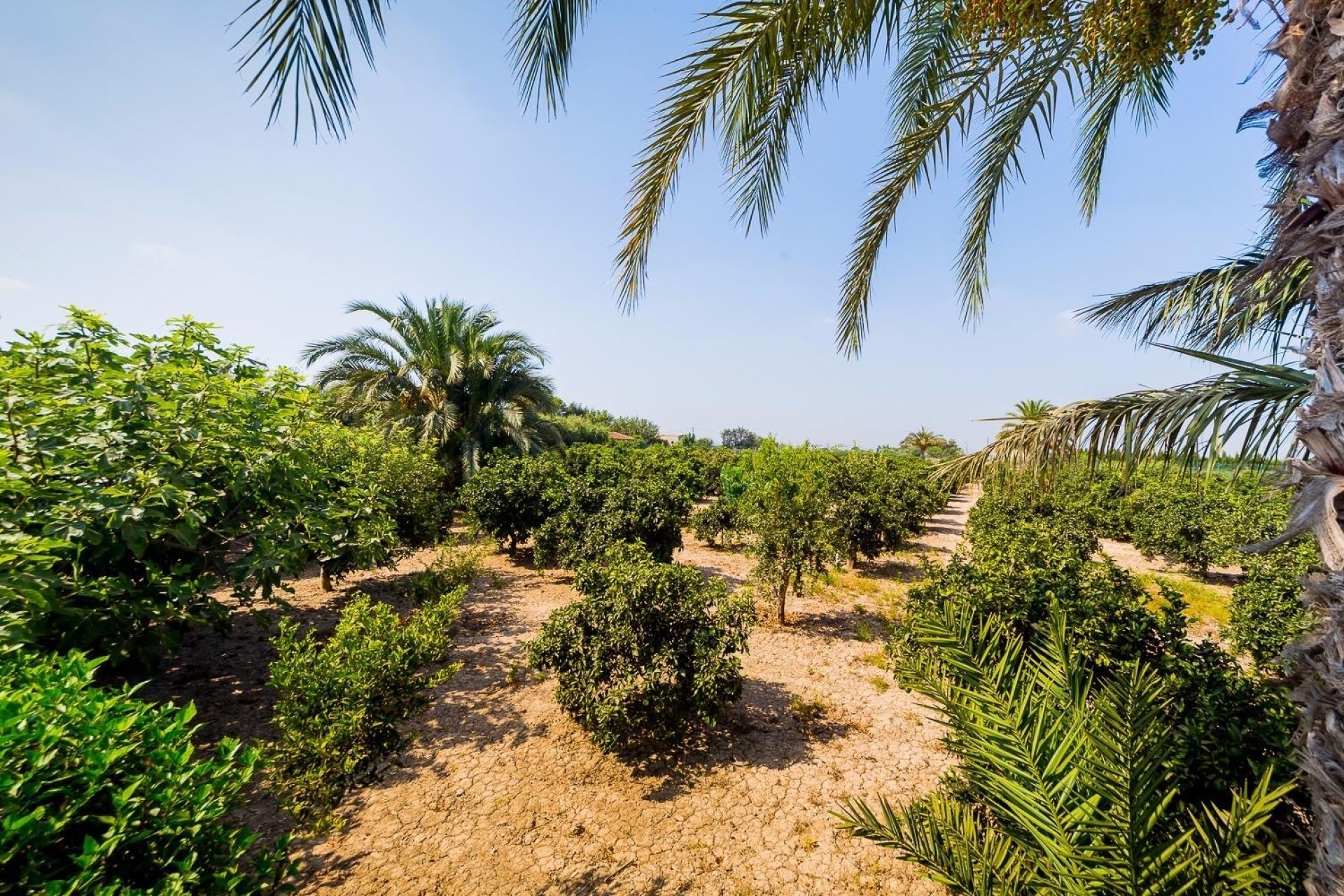 Revente - Finca / Maison Rurale - Almoradí