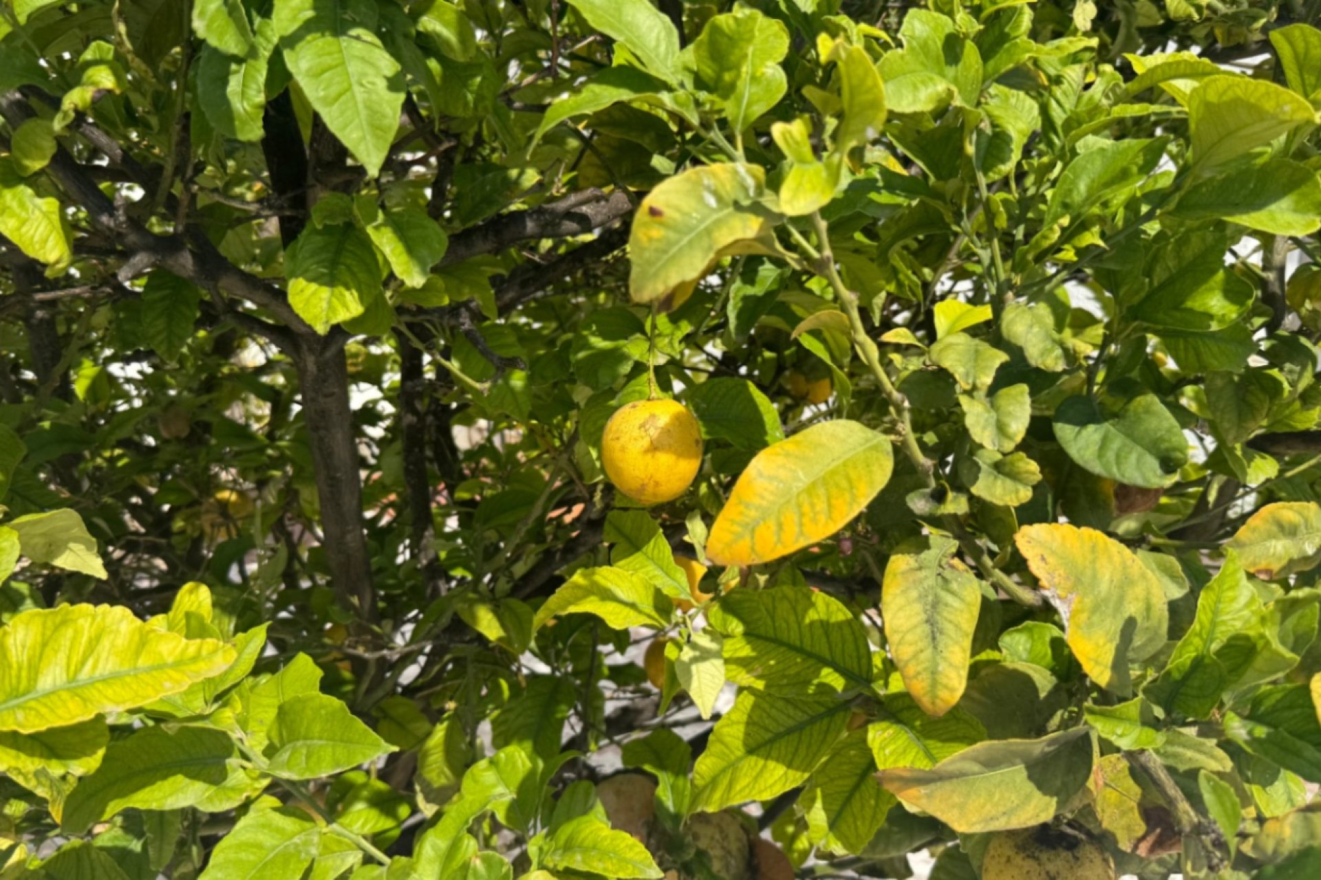 Revente - Maison mitoyenne - Torrevieja