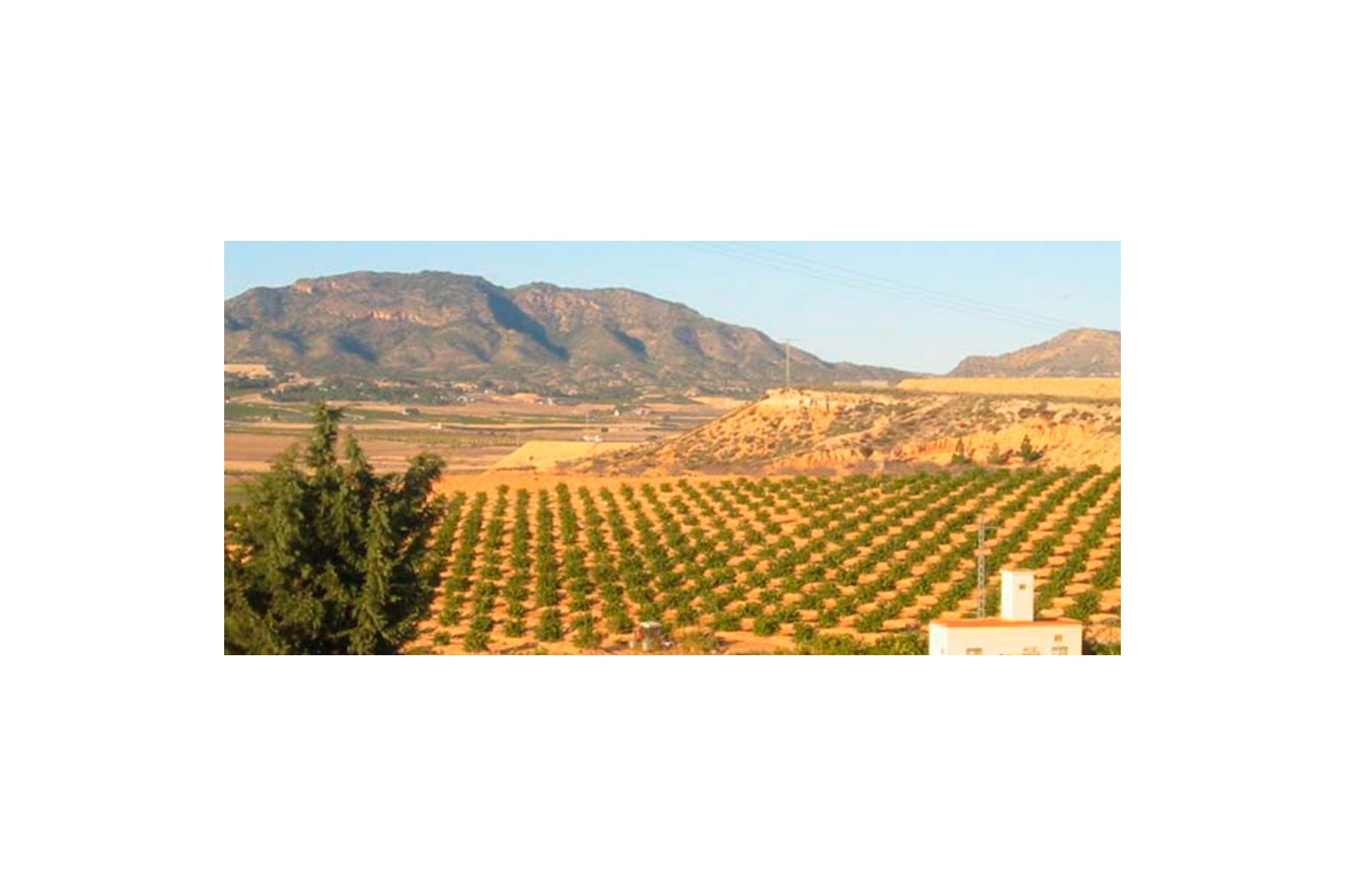 Revente - Parcelle - Torre Pacheco