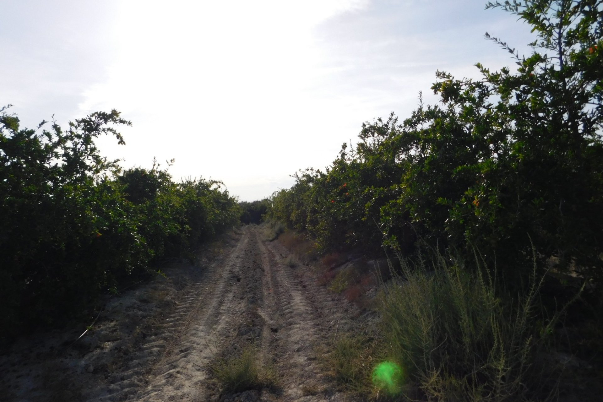 Revente - Parcelle - Torremendo