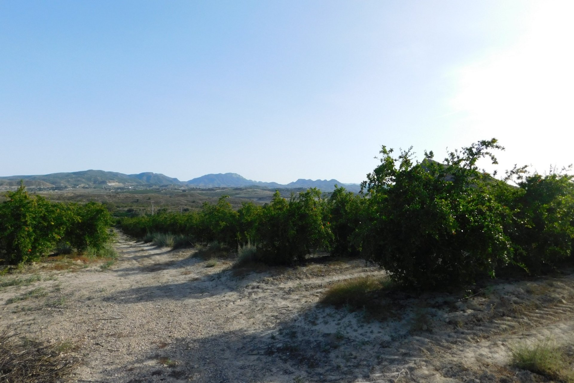 Revente - Parcelle - Torremendo