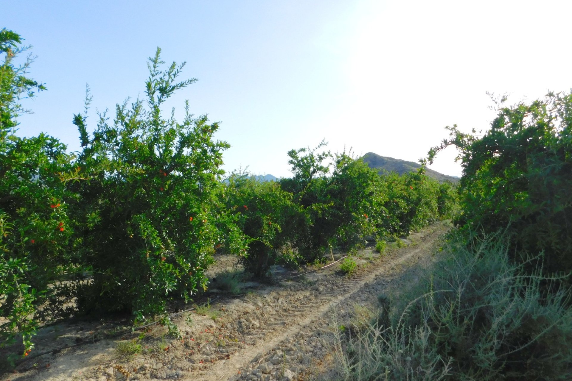 Revente - Parcelle - Torremendo