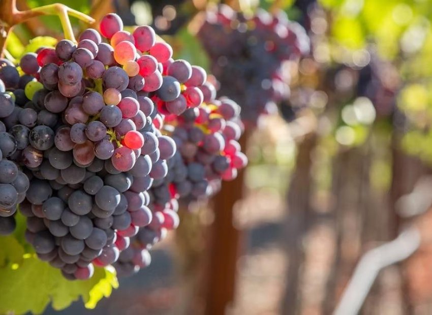 Wiederverkauf - Finca / Ländliches Wohnhaus - Albacete