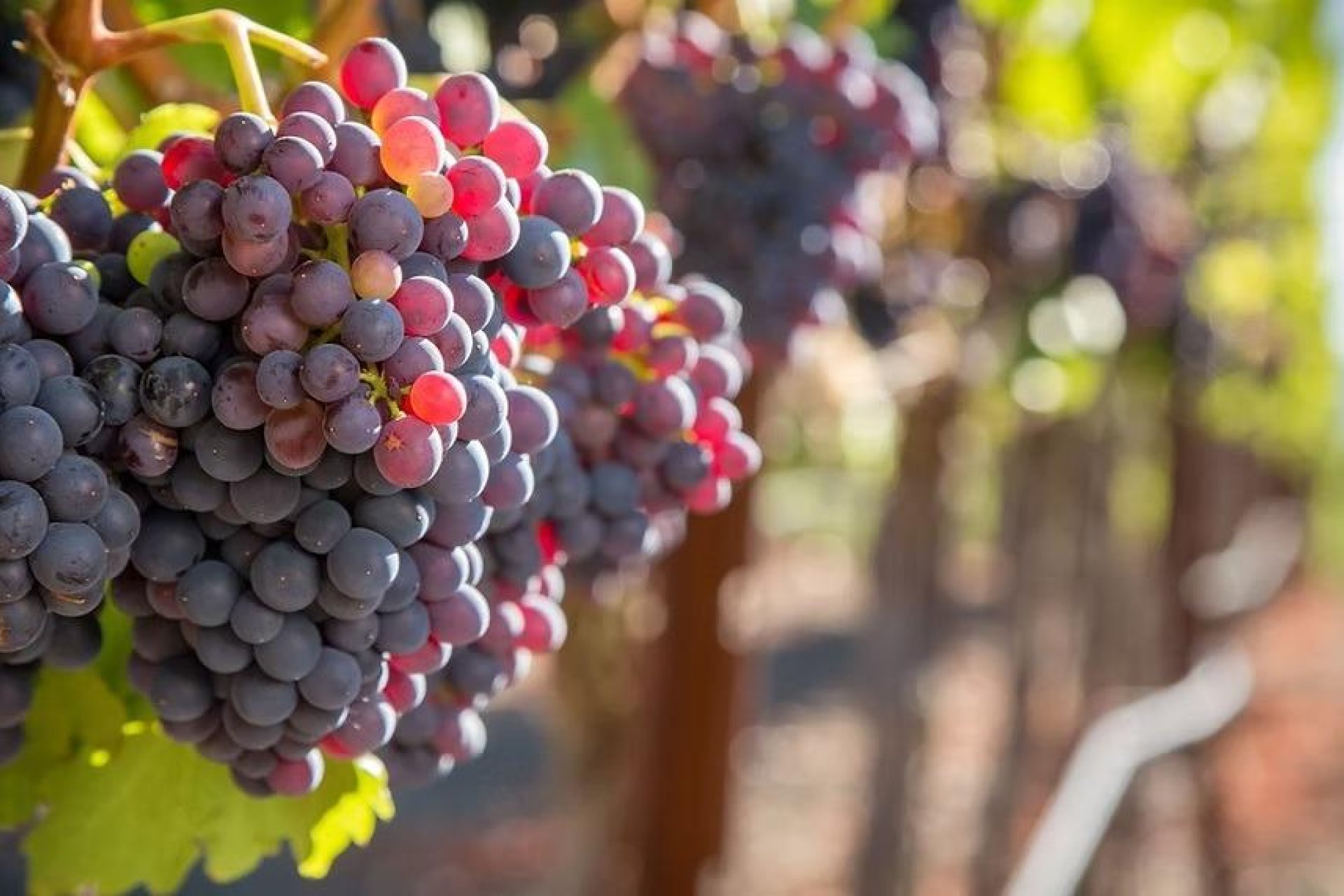 Wiederverkauf - Finca / Ländliches Wohnhaus - Albacete