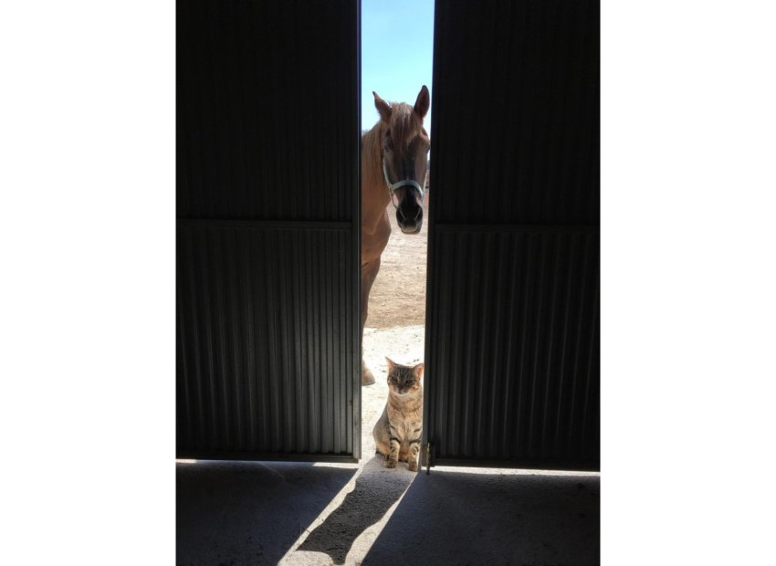 Wiederverkauf - Finca / Ländliches Wohnhaus - Torre Del Rico - Torre del Rico
