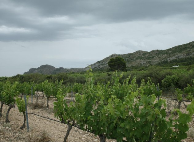 Nouvelle construction - Villa - Yecla