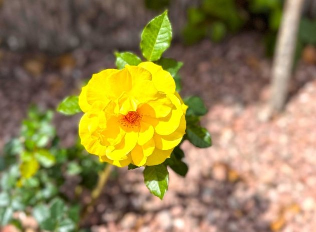 Herverkoop - Appartement - Orihuela Costa - Playa Flamenca