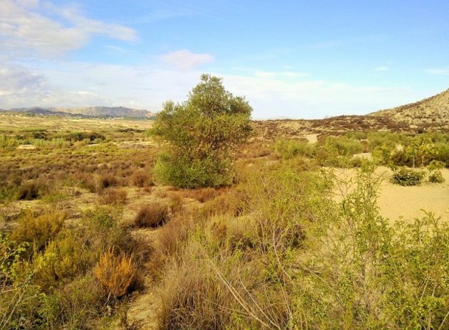 Wiederverkauf - Grundstück - Torremendo