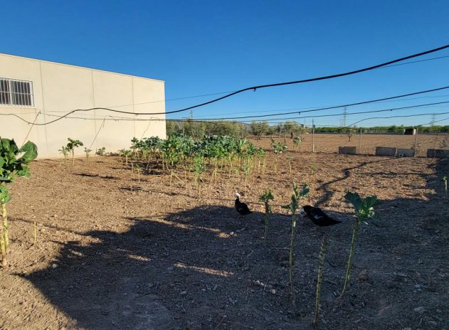 Revente - Finca / Maison Rurale - San Miguel de Salinas