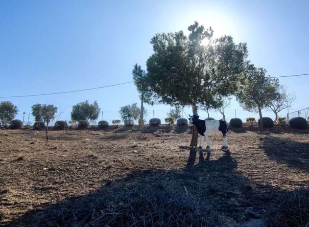 Wiederverkauf - Villa - Pinoso