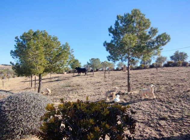 Wiederverkauf - Villa - Pinoso