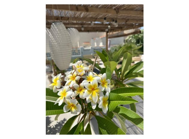 Herverkoop - Villa - Torrevieja - San luis