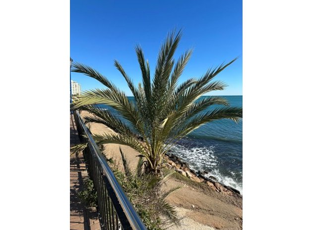 Herverkoop - Appartement - Punta Prima