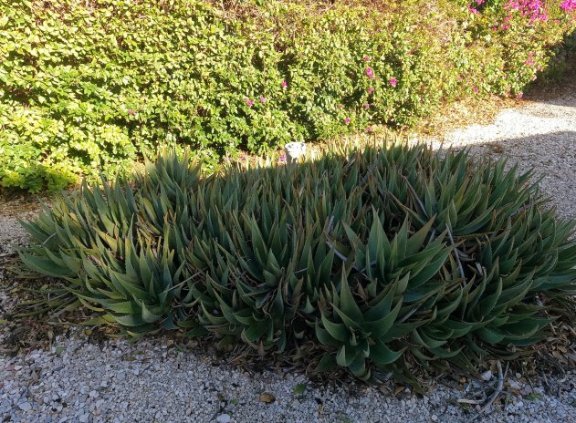 Resale - Finca / Country Property *  - Orihuela *