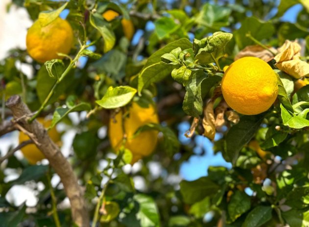 Herverkoop - Villa - Orihuela Costa - Villamartín