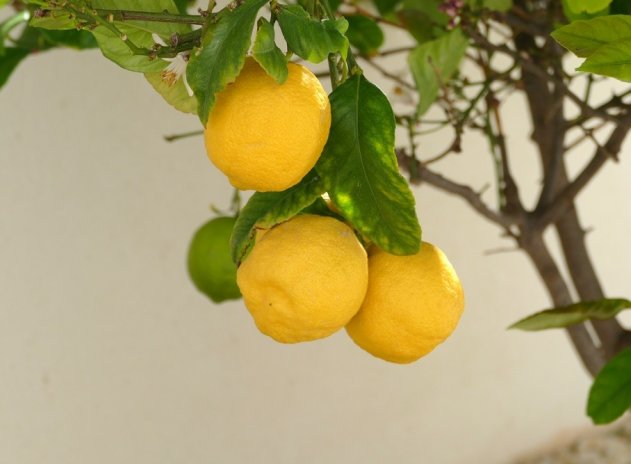 Revente - Villa - Benijofar