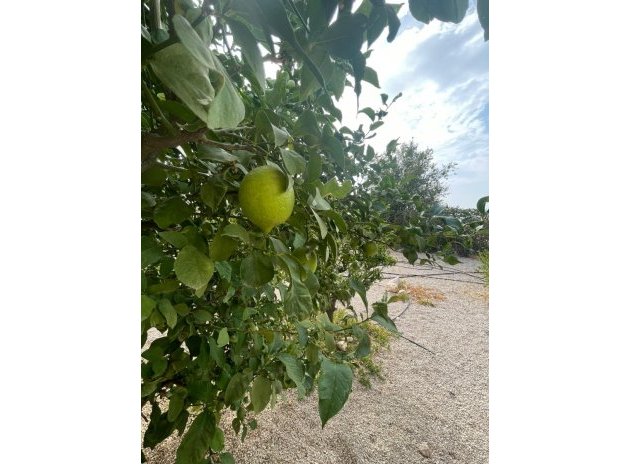 Herverkoop - Finca / Plattelands Woning - Abanilla